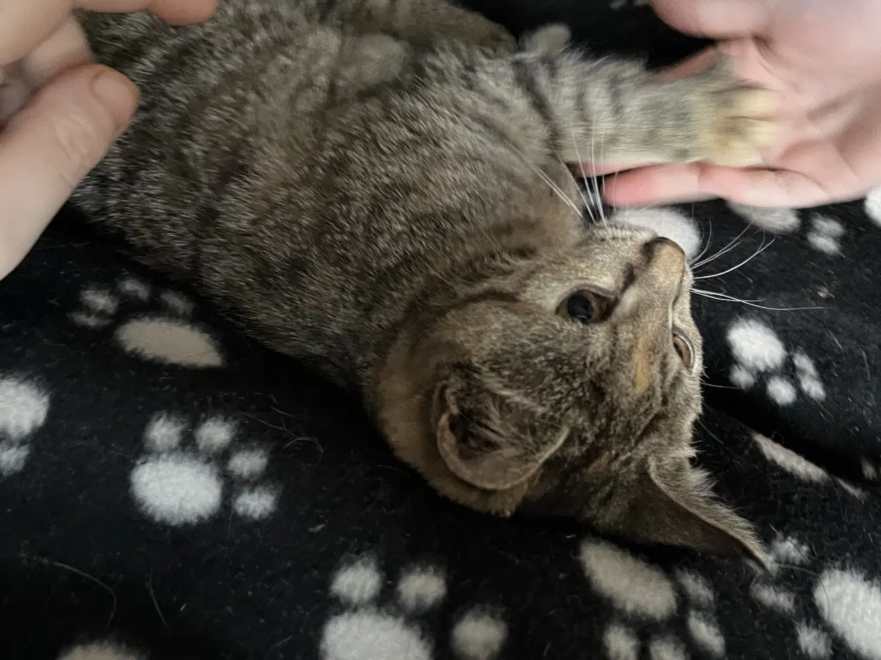 Billede 13 - Indendørs Killinger -afdrag muligt