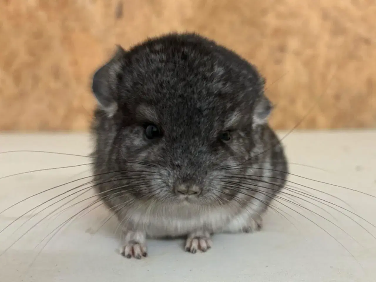 Billede 1 - Standard gbc han