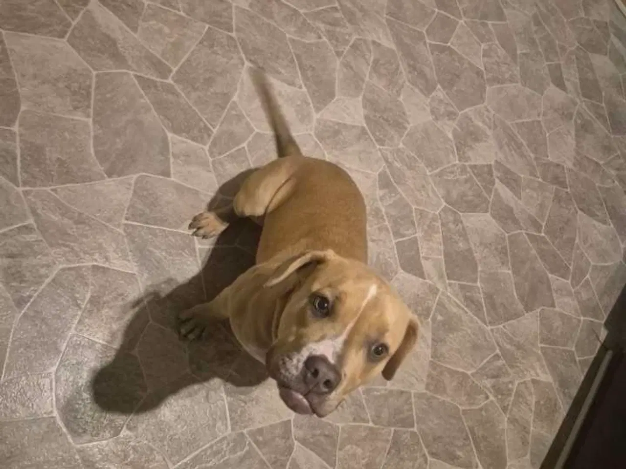 Billede 3 - American Bully