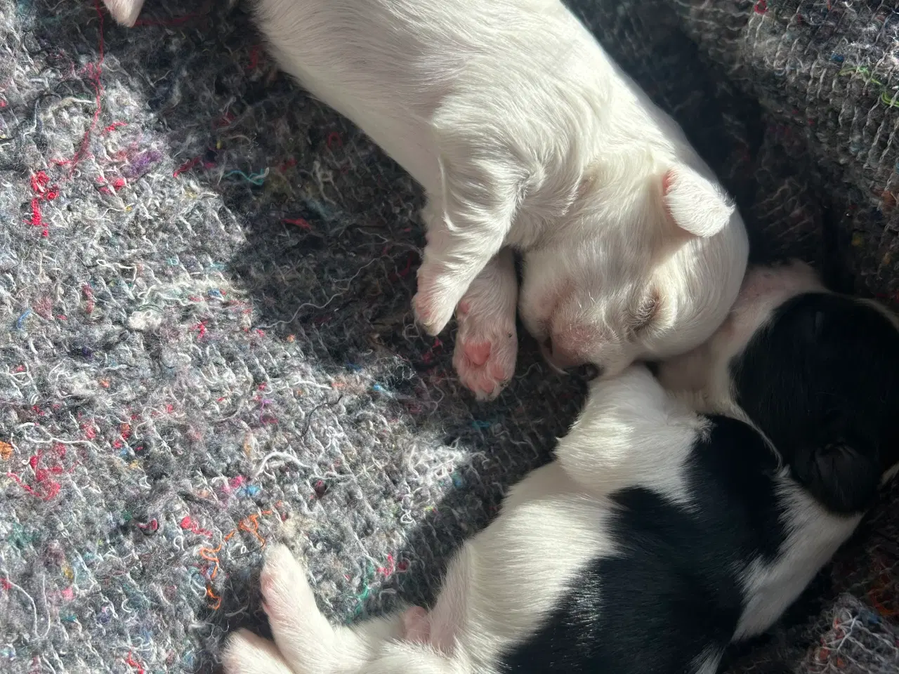 Billede 3 - Bomulds hundehvalp