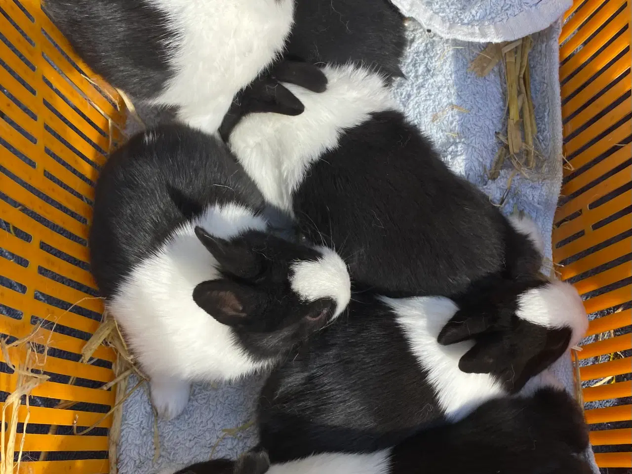 Billede 1 - HOLLÆNDER HUN SORT