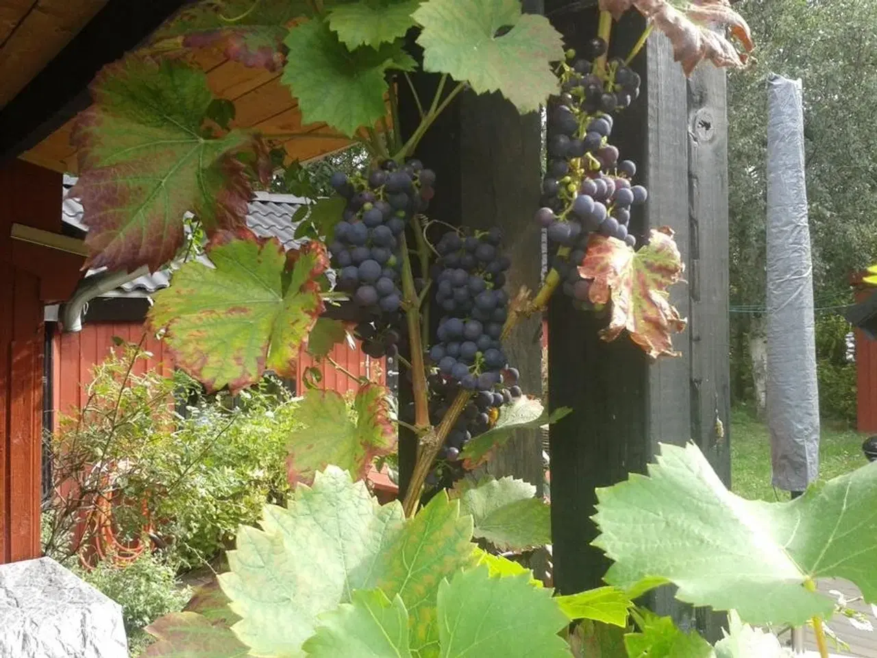 Billede 2 - Lille hyggeligt sommerhus p� M�n, velegnet til 2-3 personer eller familie med 1-2 b�rn