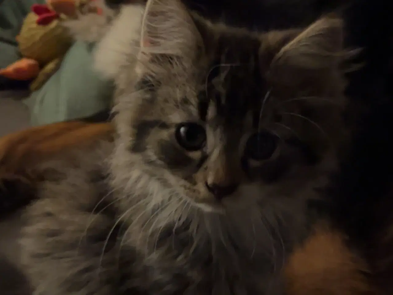 Billede 6 - Langhåret hun Maine Coon-blanding