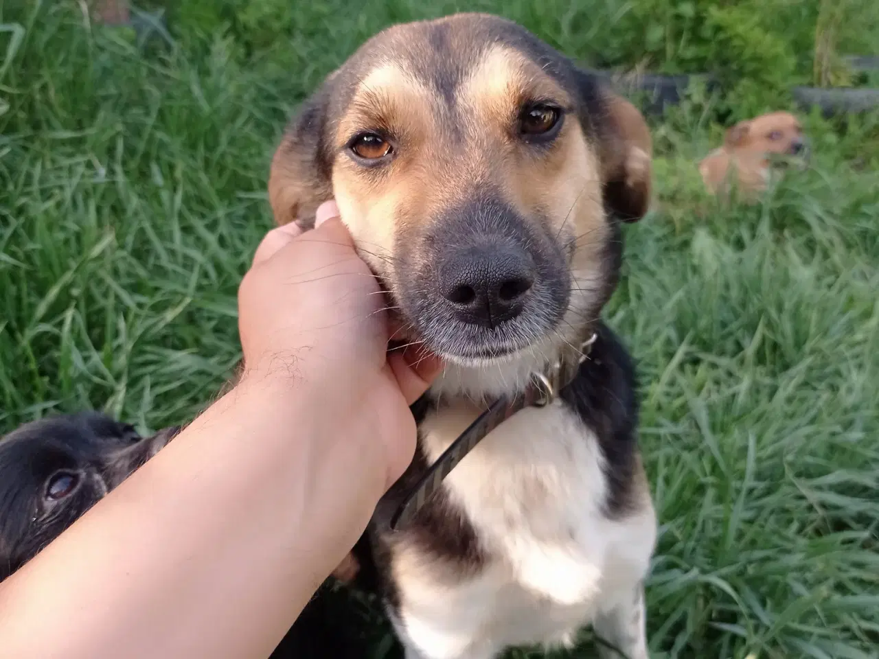 Billede 5 - Lola - kærlig glad ung hund