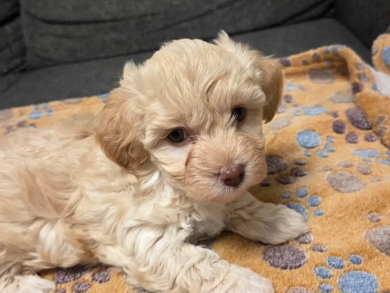 Billede 7 - Søde Maltipoo hvalpe søger nye hjem