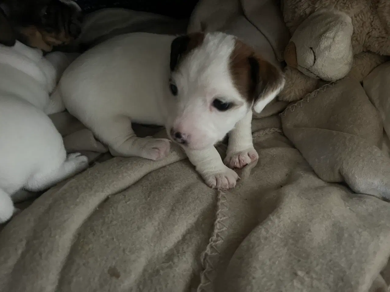 Billede 2 - Jack russel hvalp