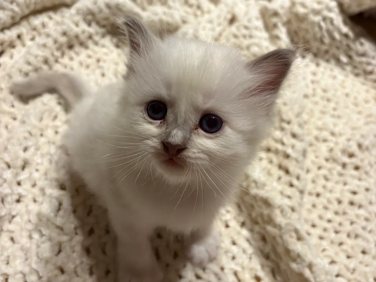 Billede 4 - De sødeste små killinger 🐾😻