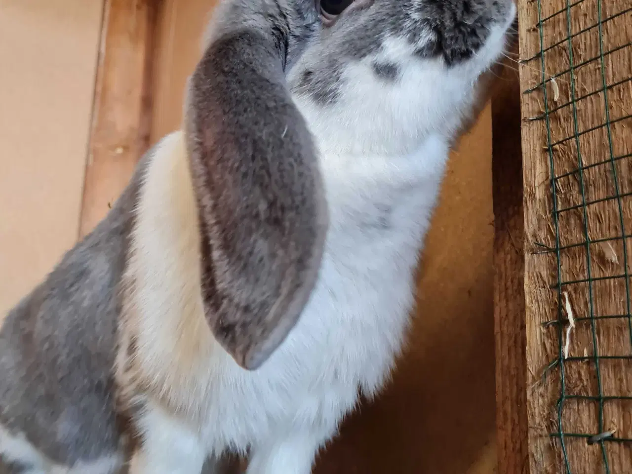 Billede 3 - Fransk vædder pige søger nyt hjem 🐰