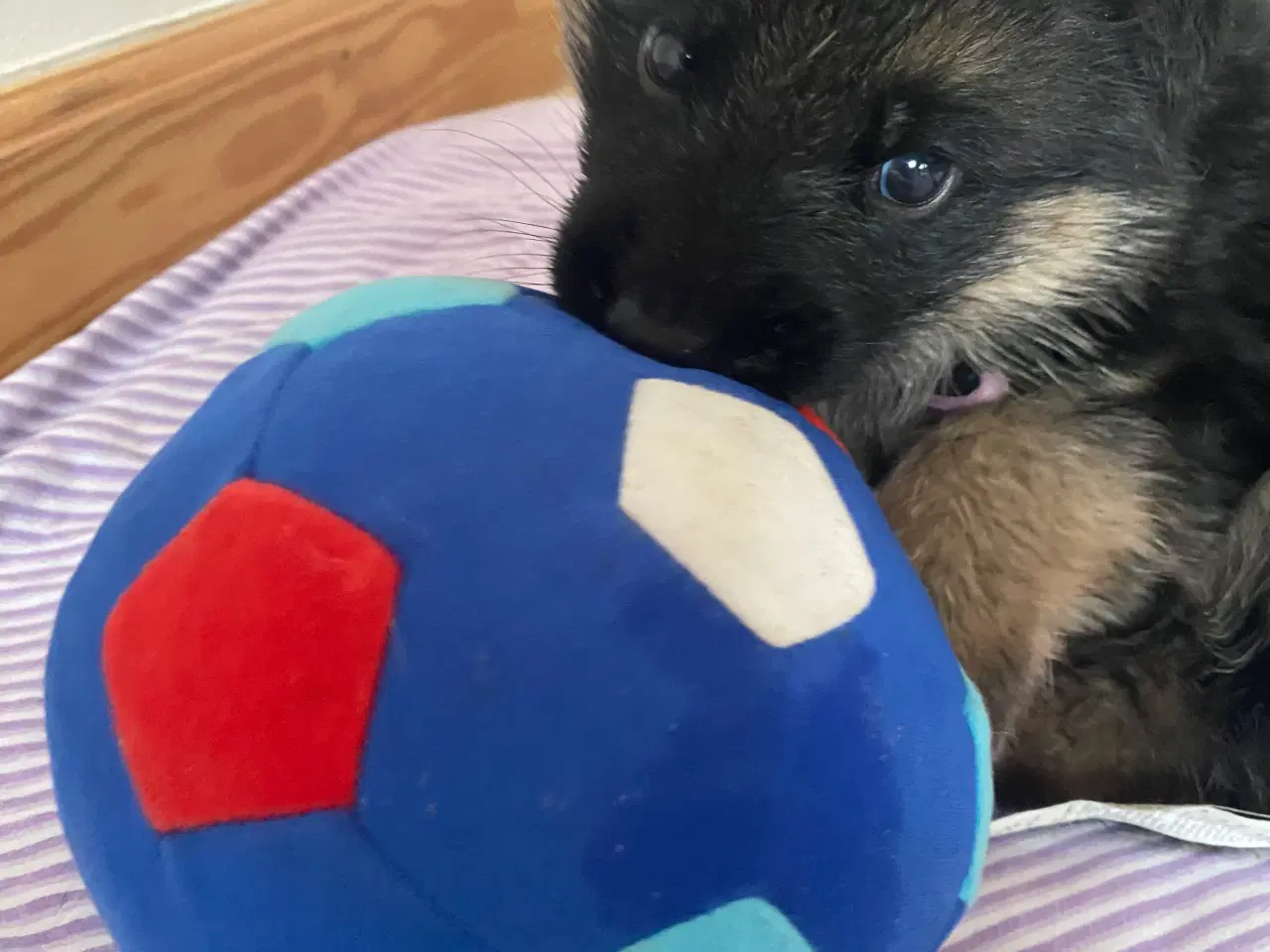 Billede 7 - Schæfer hvalpe med DKK stamtavle 