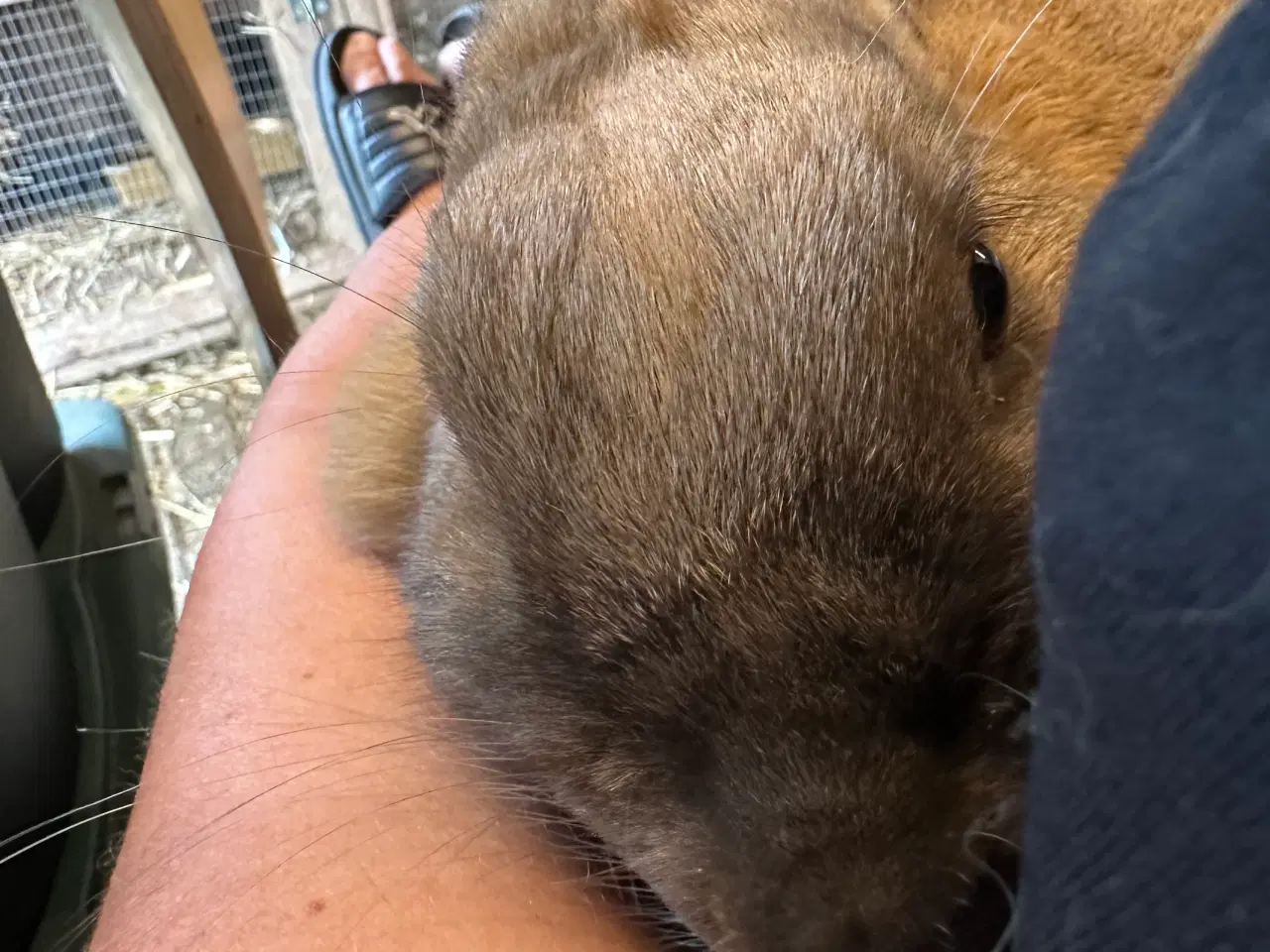 Billede 5 - Kælen og tam hun kanin