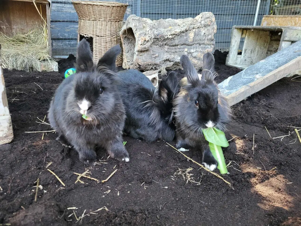 Billede 2 - Trekløver ✅️ Klar til adoption ♀️♂️♂️