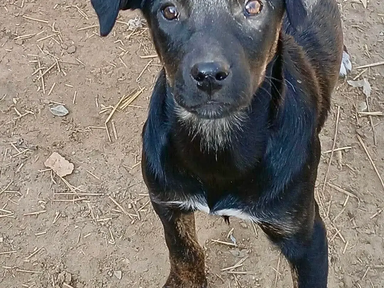 Billede 5 - Lille søde Grace leder efter sin helt egen familie