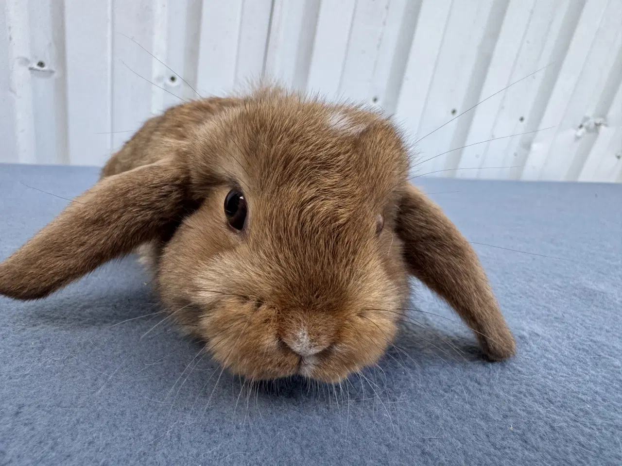 Billede 2 - Dværgvædder hankanin