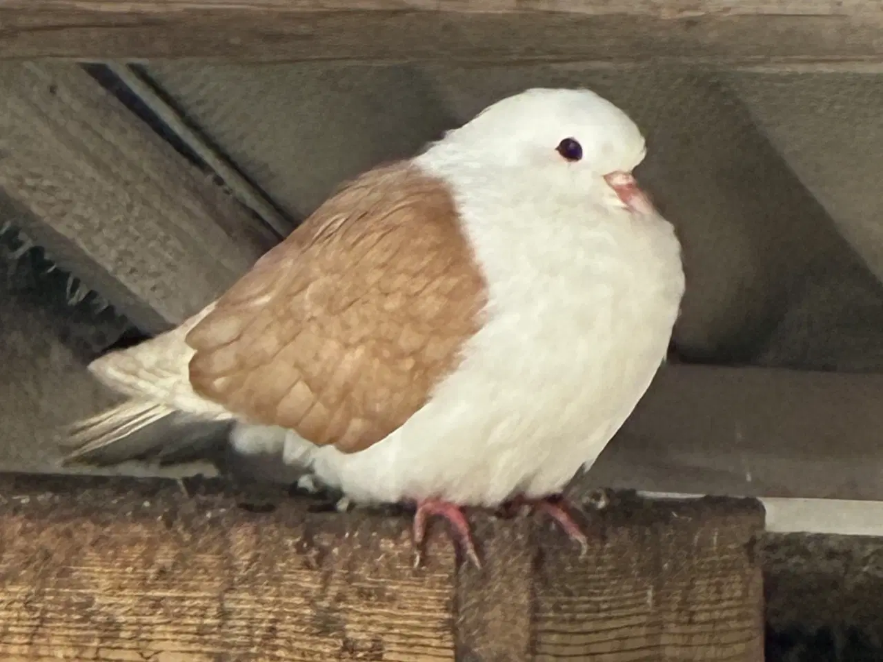 Billede 5 - Race due