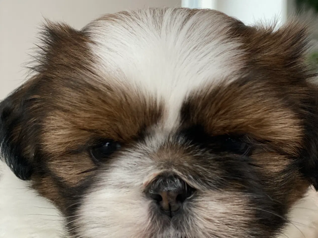 Billede 3 - Shih Tzu hvalpe 