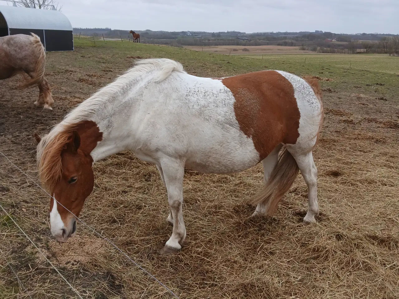 Billede 2 - Ifolet rødbroget hoppe
