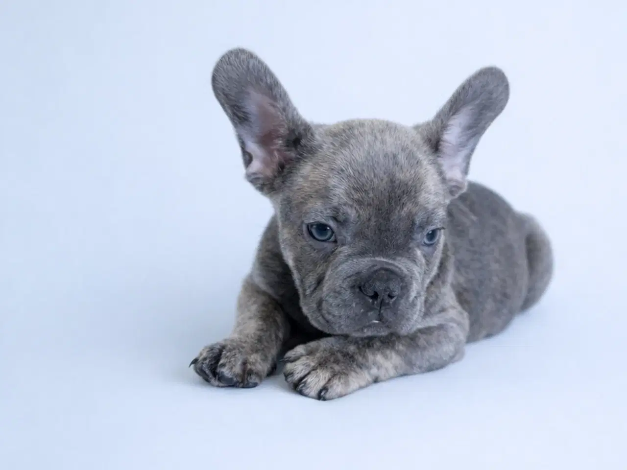 Billede 6 - Fransk bulldog hvalpe 