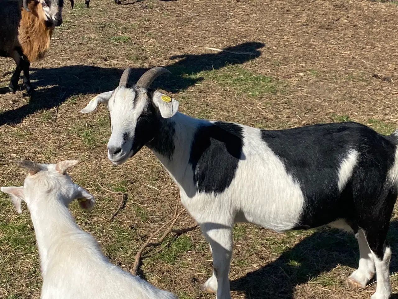 Billede 3 - Dansk landrace ged