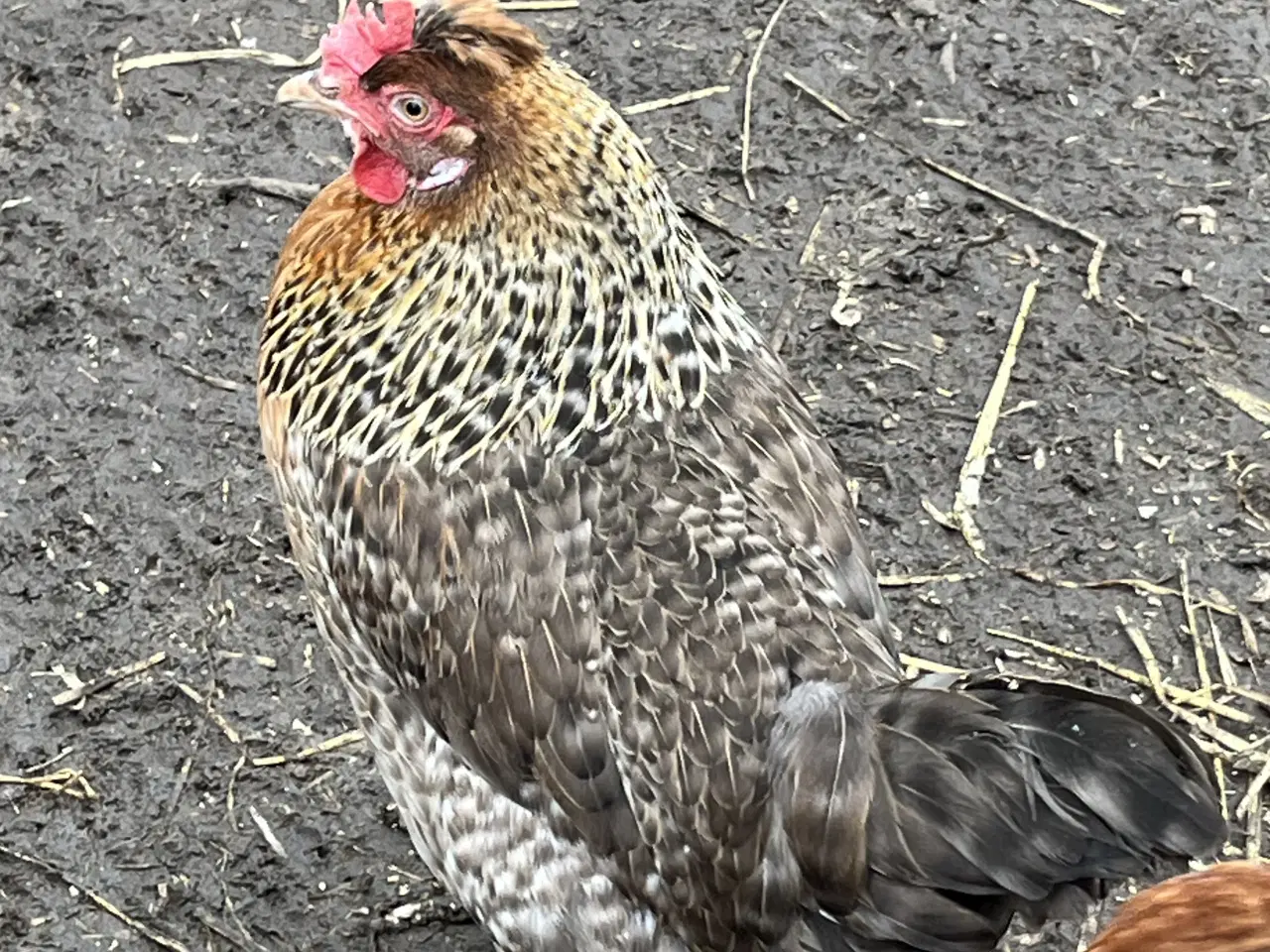 Billede 1 - 34 Kyllingen 