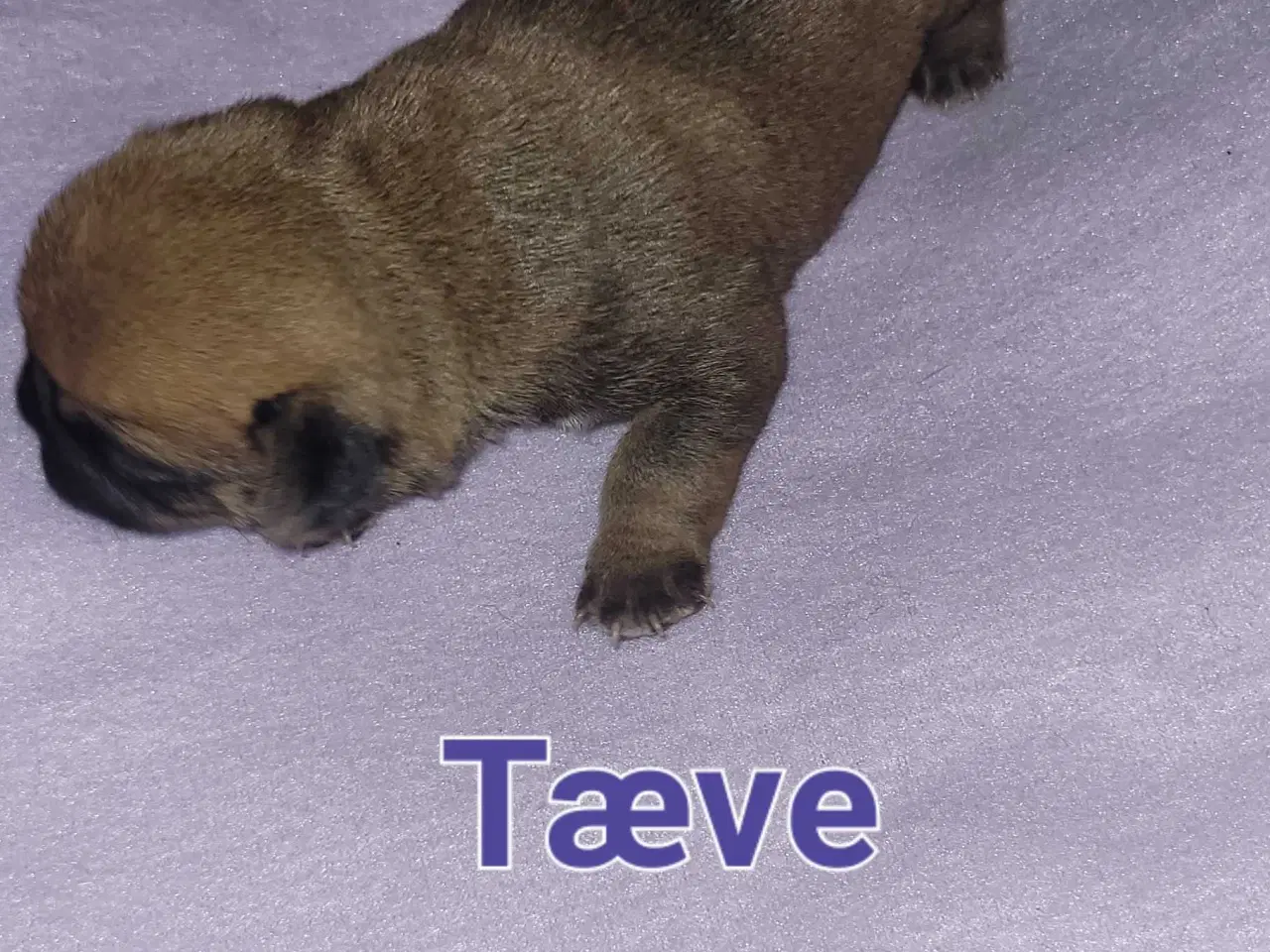 Billede 2 - Mops beagle blanding