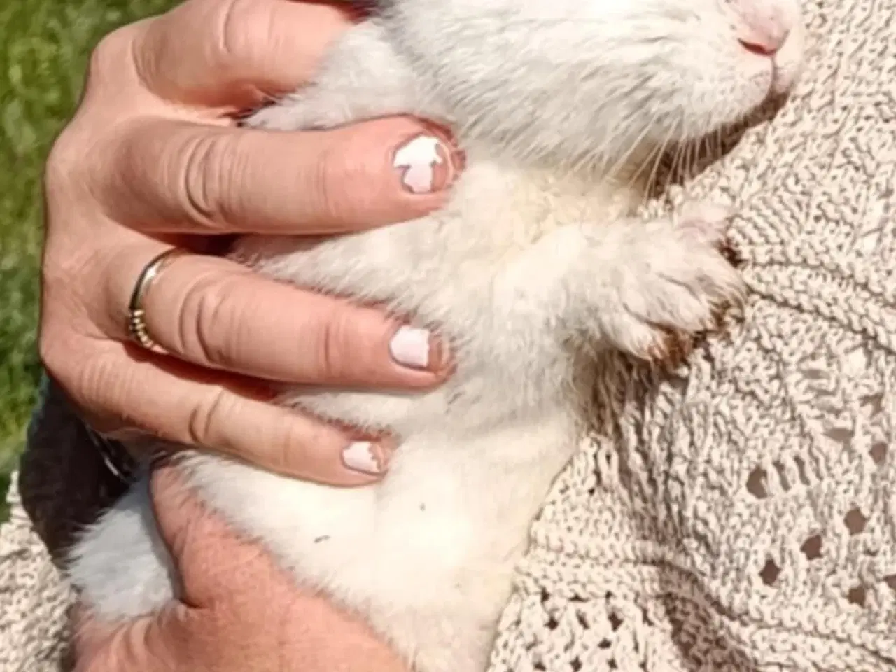 Billede 3 - 🐇Søde New Zealand/California kaniner🐇
