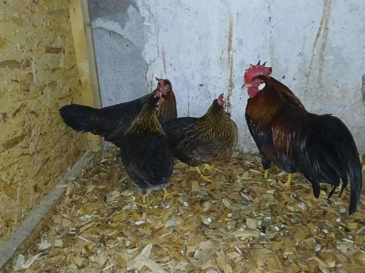 Billede 1 - Italiener i brun både stor og dværg