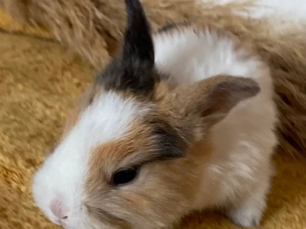 Billede 8 - HOLLÆNDER HUN JAPANER SORT/GUL