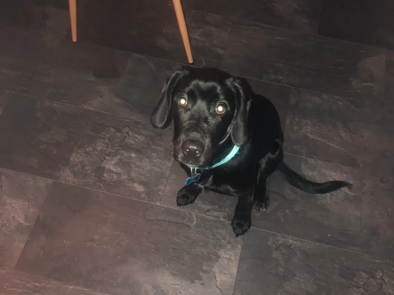 Billede 1 - Cocker blanding på 6,5 mdr