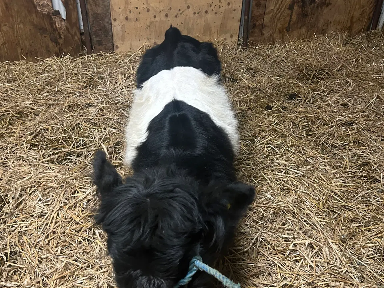 Billede 4 - Galloway tyrkalv 