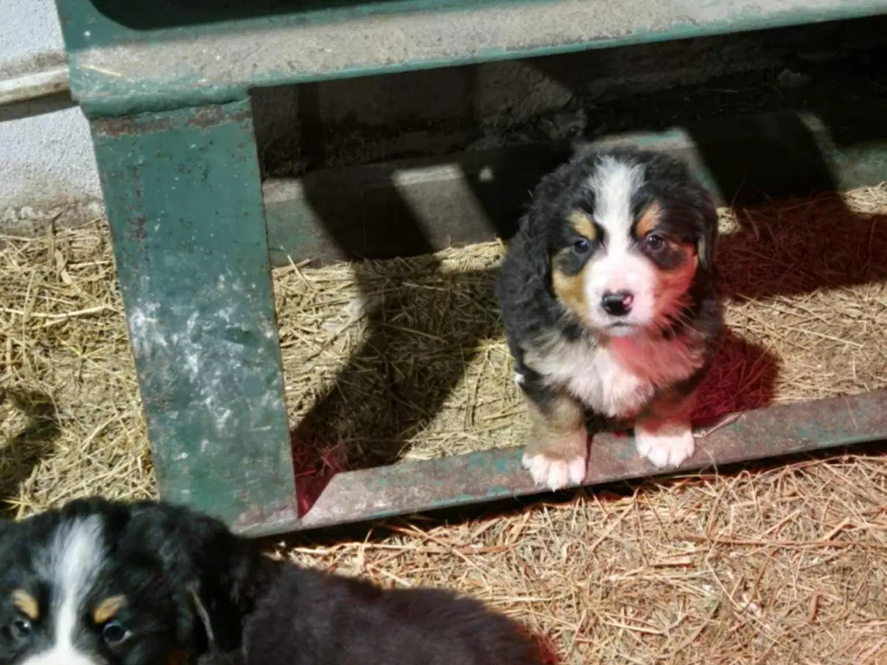 Billede 6 - Dejlige Berner Sennen bamser 