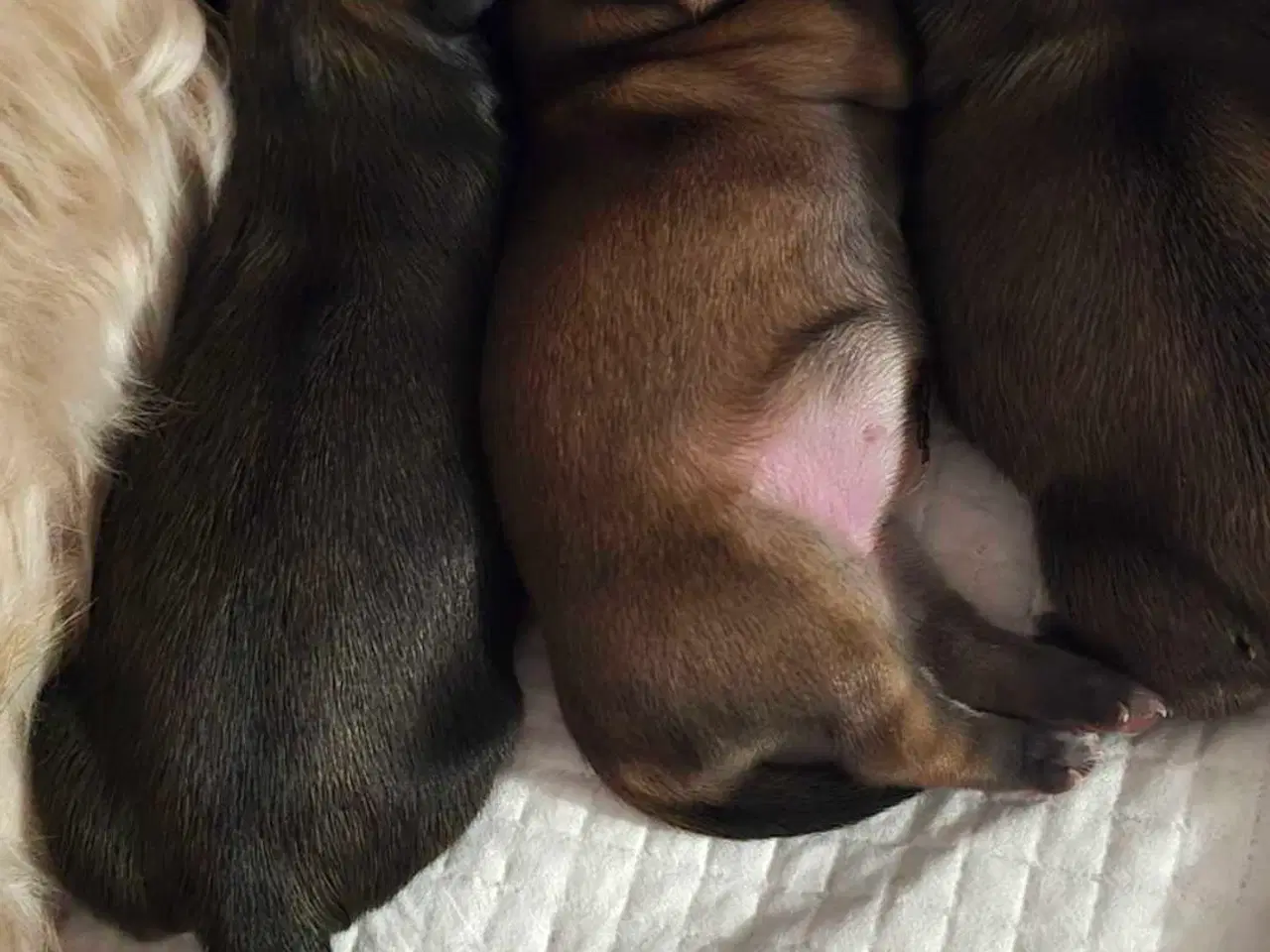 Billede 11 - Smuk dreng tilbyder parring