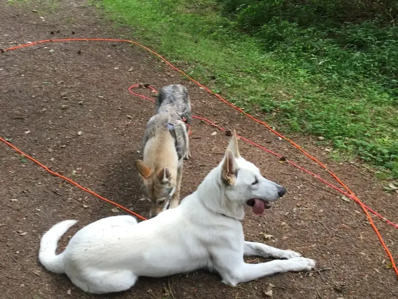 Billede 5 - Hvalpe af hvid schæfer og tjekkoslovakisk ulvehund