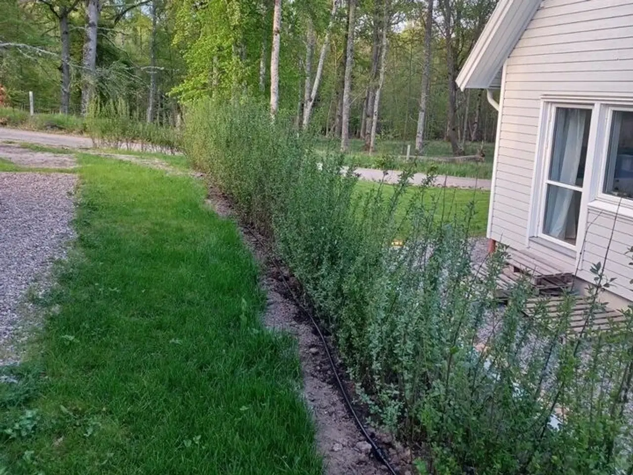 Billede 2 - 40 stk. Ligustrum 120-140 cm.