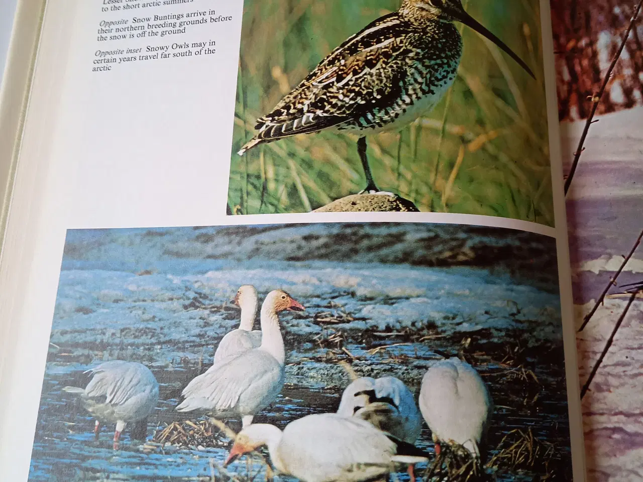 Billede 3 - Birds of North America af Bertel Bruun