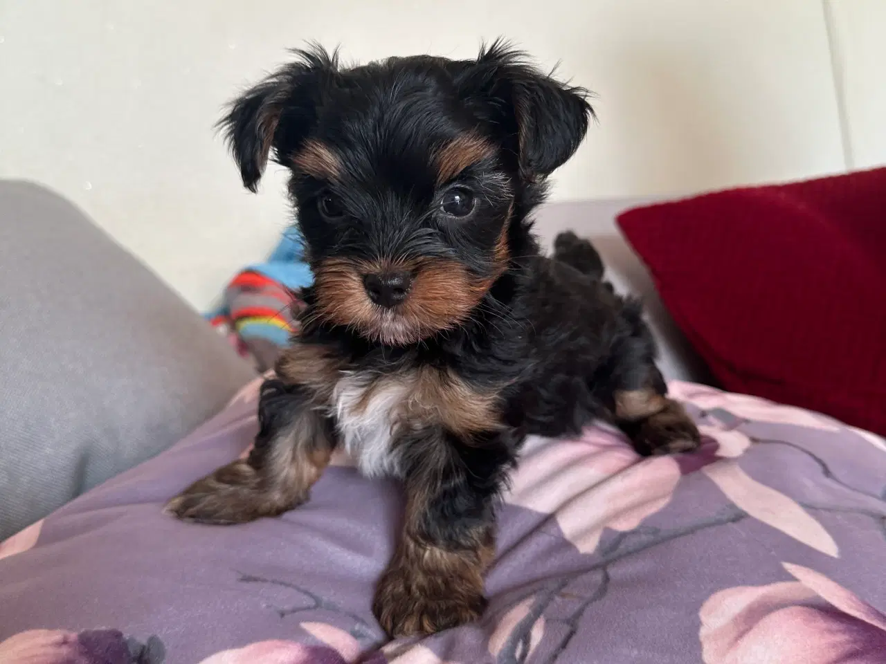 Billede 15 - Yorkshire terrier mini 