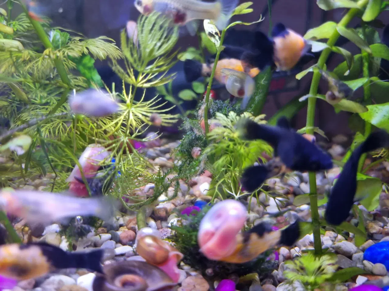 Billede 9 - Molly og guppy