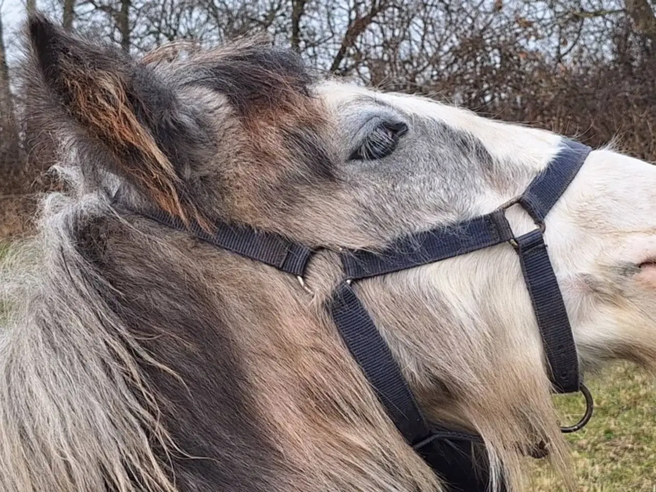 Billede 15 - Irish Cob heste søger nyt hjem 
