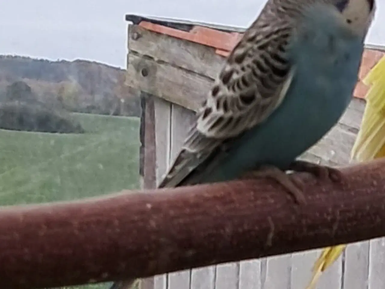 Billede 4 - Undulatunger