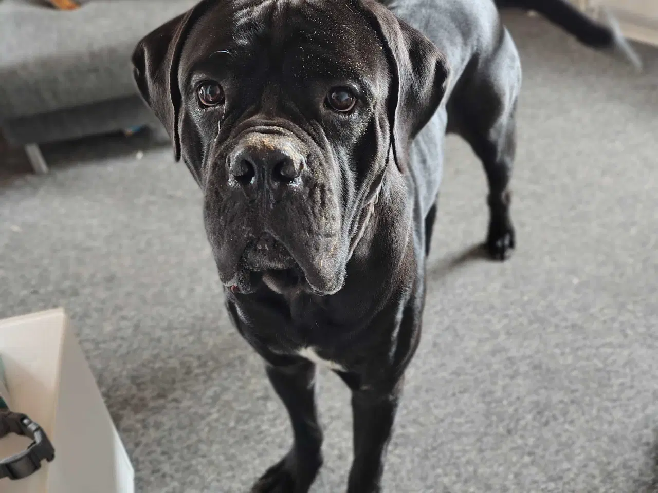 Billede 2 - Hanhund 
