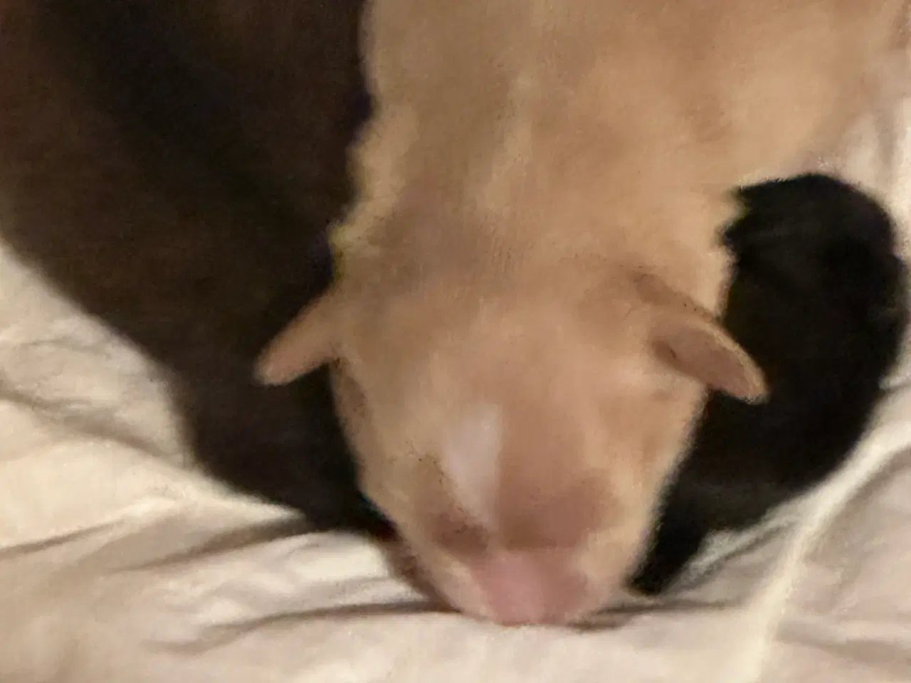 Billede 4 - Hunde valpe malteserblanding