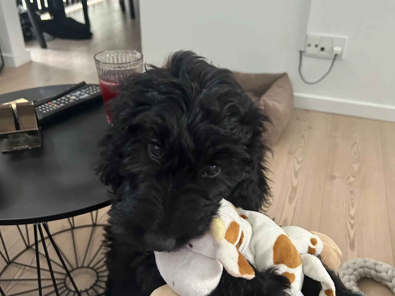 Billede 5 - Cockapoo hvalp