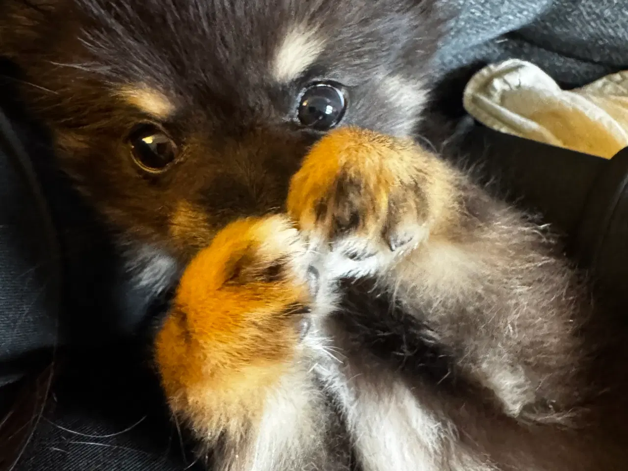 Billede 2 - Pomchi hvalp