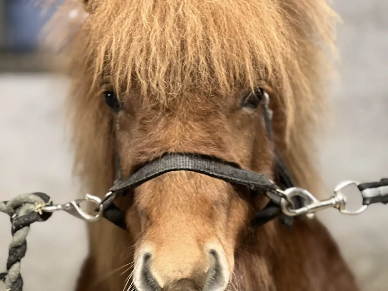 Billede 3 - Shetlænder hoppe