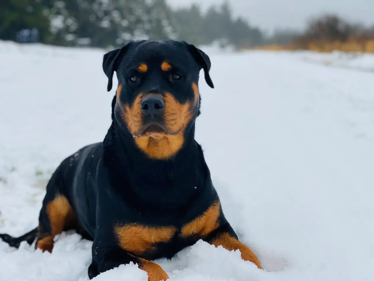 Billede 3 - Rottweiler, hvalpe, 1 uge, yuppie 🥳🥳🥳🥳🥳