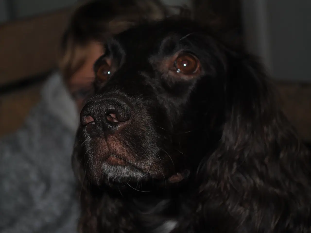 Billede 10 - Cocker Spaniel hvalpe