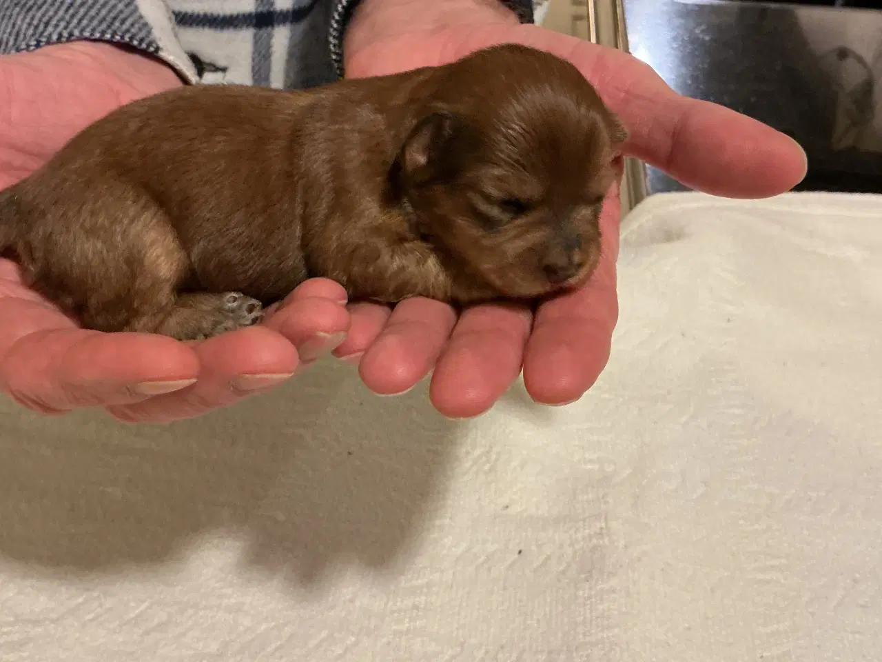 Billede 5 - Bichon havanaiser hvalpe