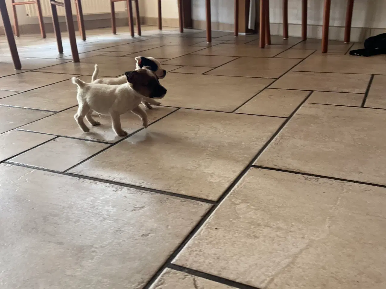 Billede 7 - Jack russel hvalpe
