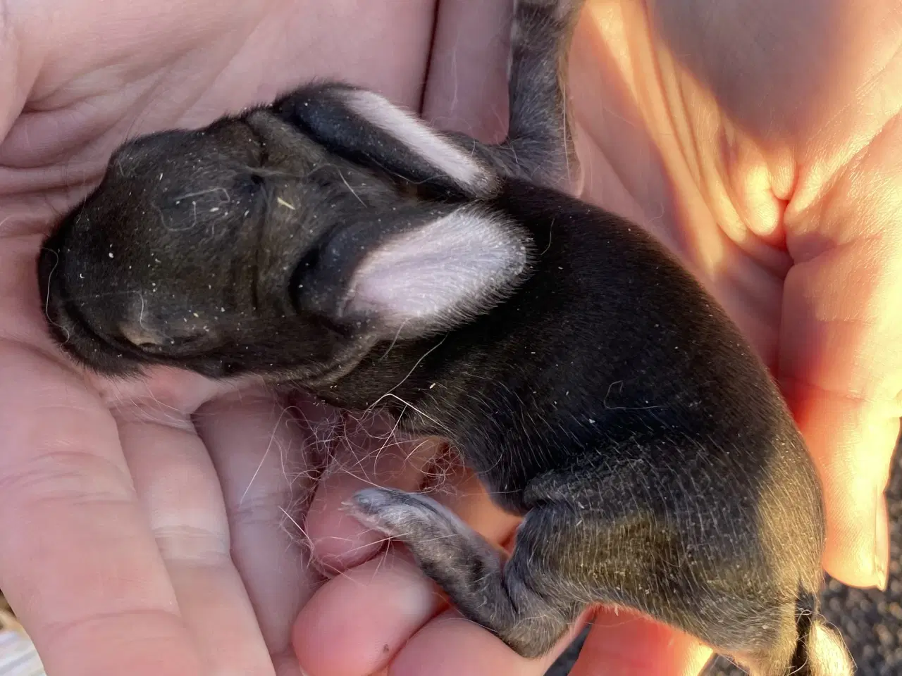 Billede 2 - FRANSK VÆDDER HUN VILDTGRÅ