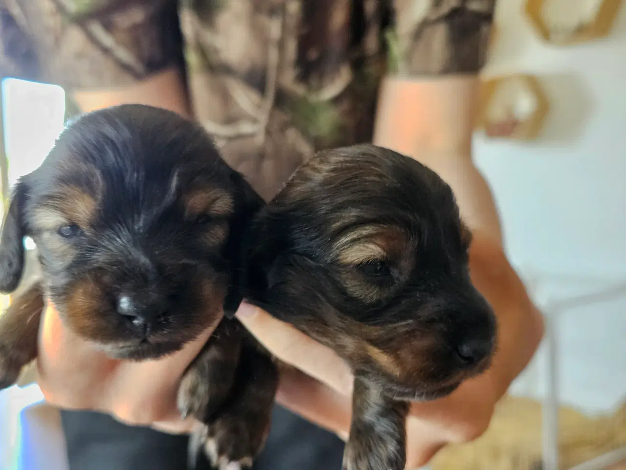 Billede 2 - Skønne miniature gravhunde hvalpe