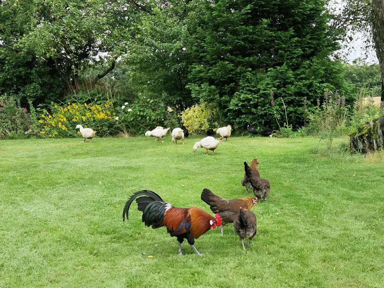 Billede 3 - Rugæg, Dansk Landrace 